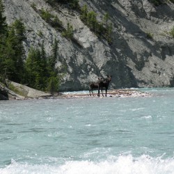 Seeing a moose while rafting in Golden BC