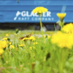 glacier raft company bus and dandelions golden bc