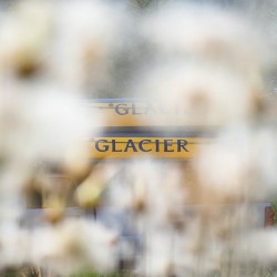peeping through the trees at glacier raft company rafts
