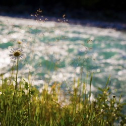 kicking horse river photos