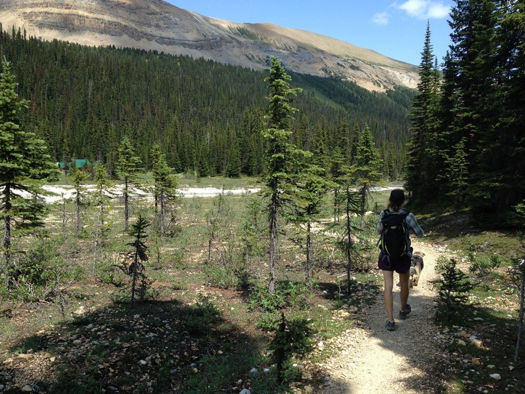 Hiking the Iceline Trail in Yoho National Park