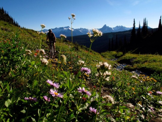 Biking Keystone Trail with lots of wildflowers