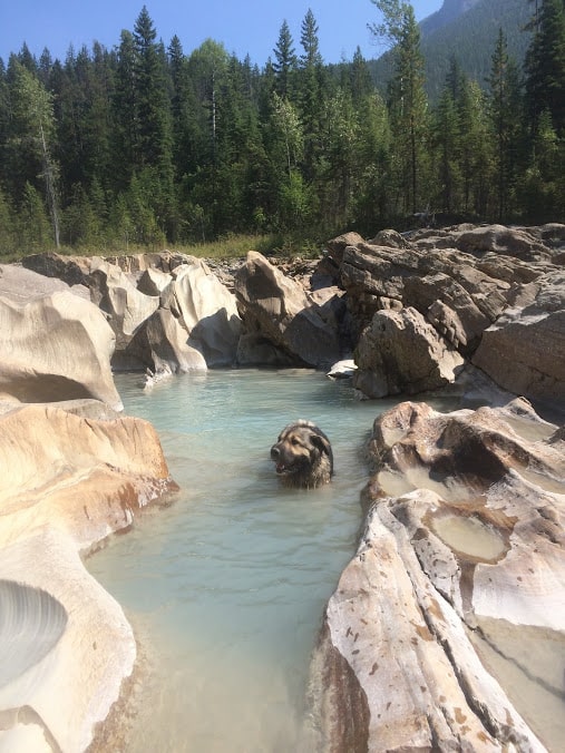 Dog friendly swimming spot in Golden BC