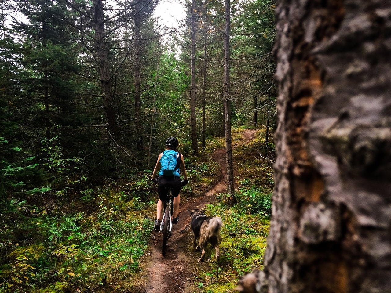 Dog friendly mountain biking in Golden, BC in the Kootenay Rockies