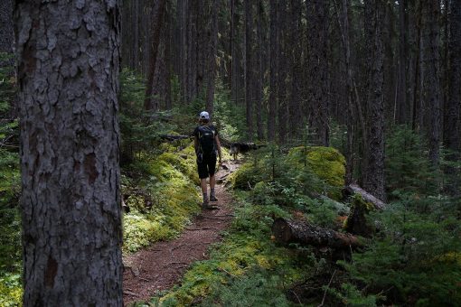 Dog friendly hike in Golden BC