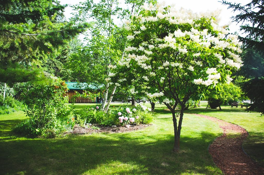 Trees and flowers at Glacier Raft Company base in Golden BC