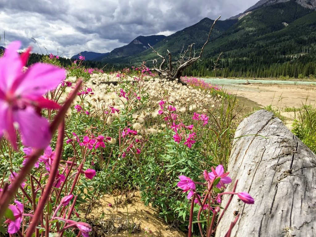 Flowers lining the banks for the Kicking Horse River