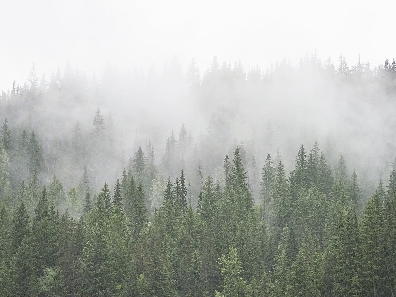 Conifers peaking through the clouds on a rainy day by the Kicking Horse River